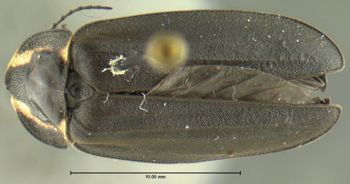 Media type: image;   Entomology 612504 Aspect: habitus dorsal view
